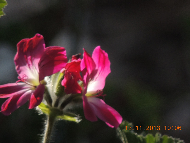 flower #2 208_.jpg
