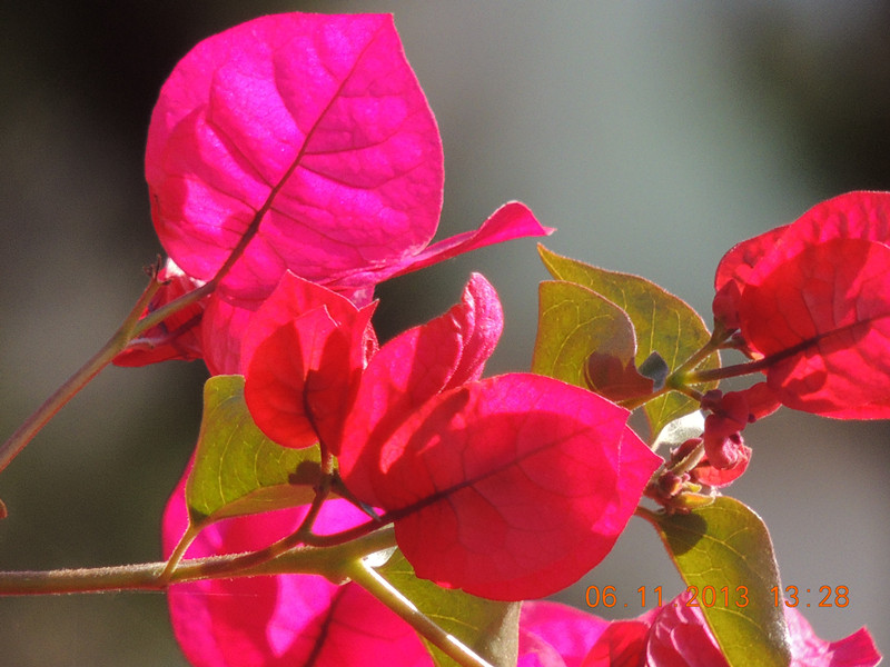 flower 080_.jpg