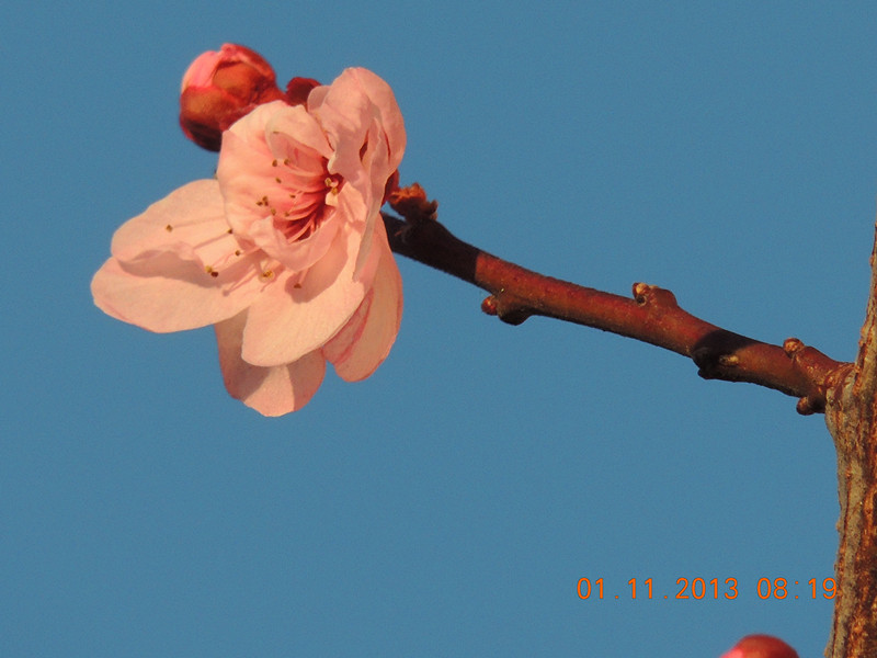flower 1229_.jpg