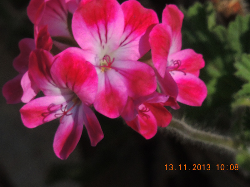 flower #2 213_.jpg