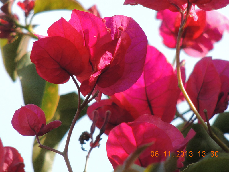 flower 092_.jpg
