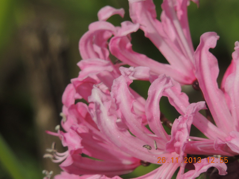 flower 043_.jpg