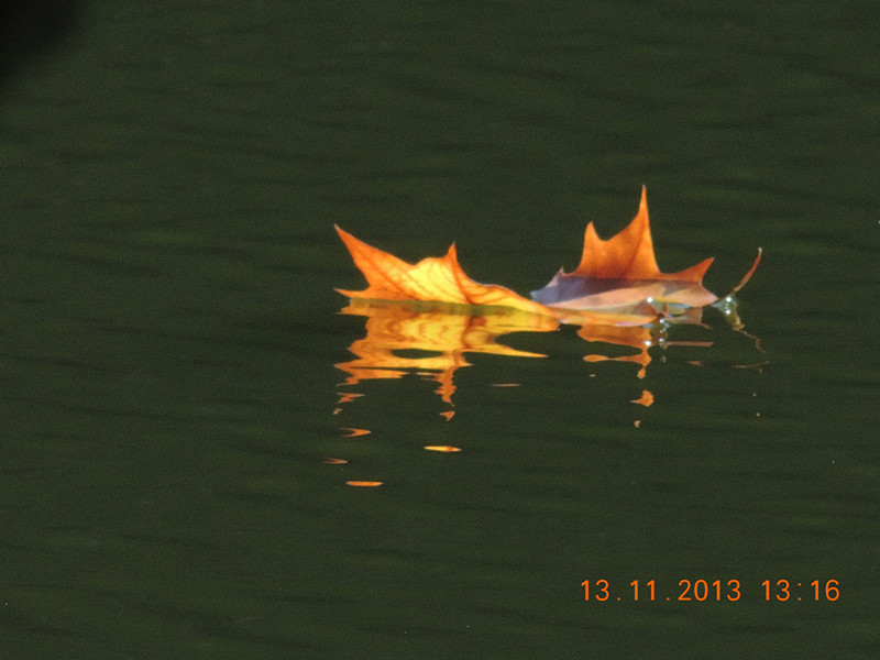 Golden gate park 939_.jpg