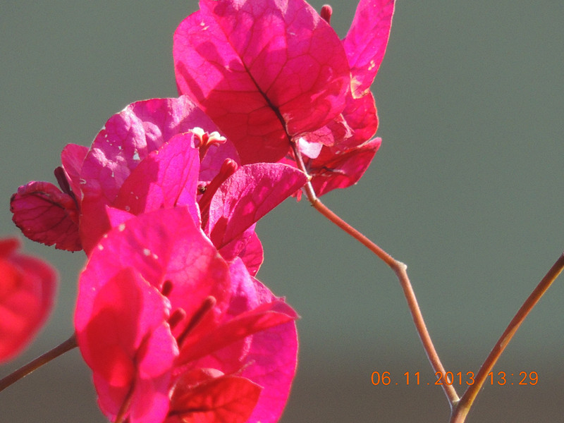 flower 086_.jpg