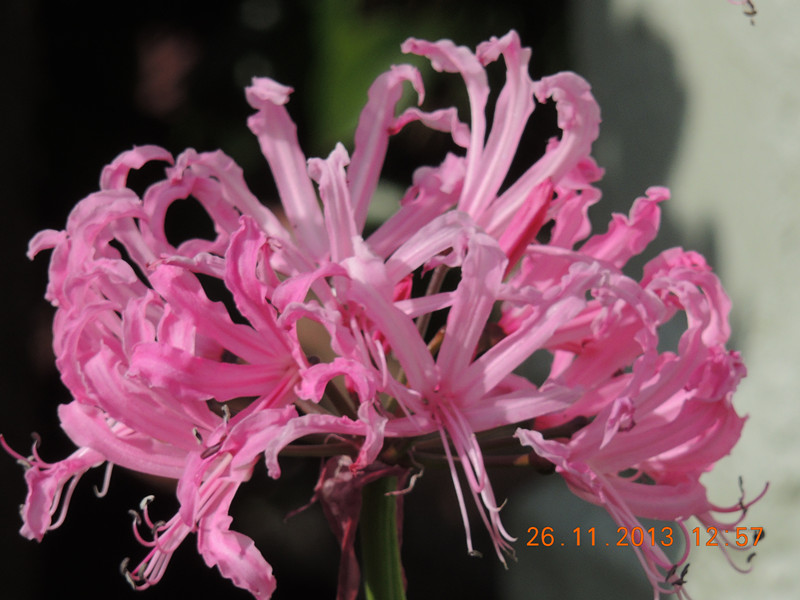 flower 054_.jpg