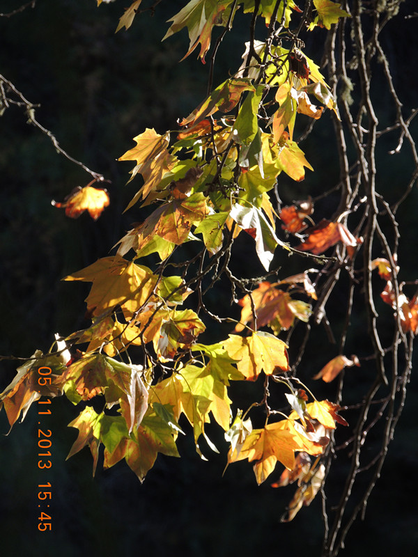 Golden gate park 716_.jpg