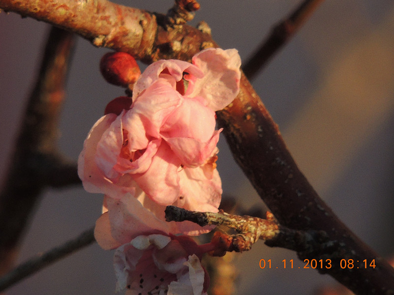 flower 1215_.jpg