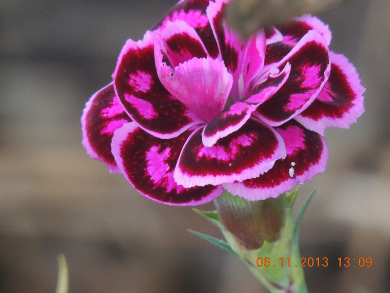 flower 018_.jpg