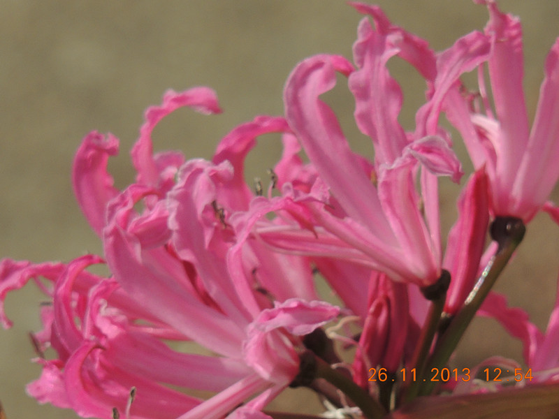 flower 036_.jpg