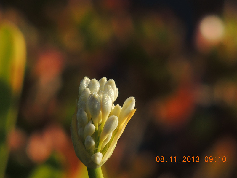 flower #2 009_.jpg