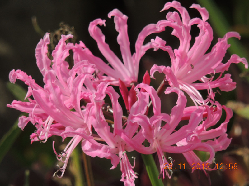 flower 057_.jpg