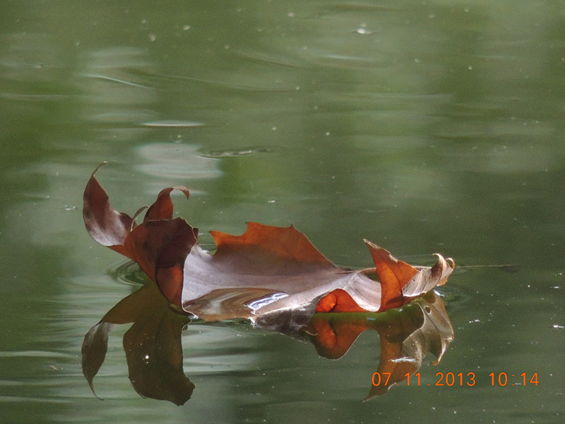 Golden gate park 913_.jpg