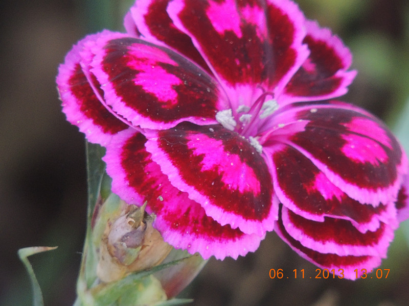 flower 006_.jpg