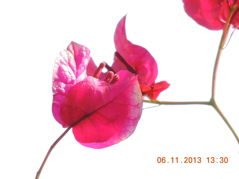 flower 090_.jpg