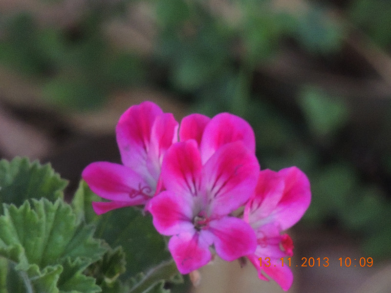 flower #2 221_.jpg