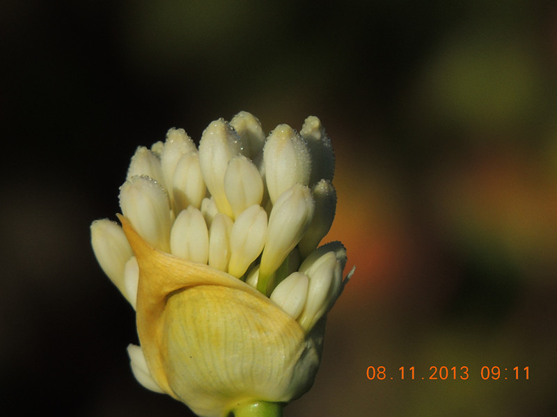 flower #2 015_.jpg