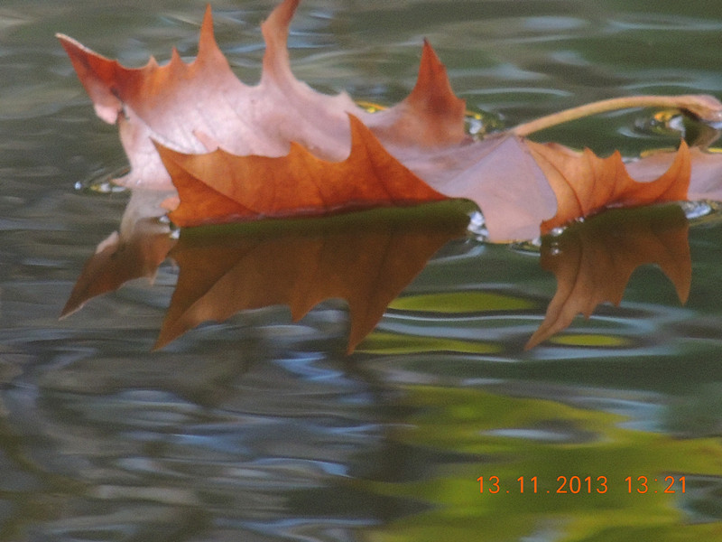 Golden gate park 973_.jpg
