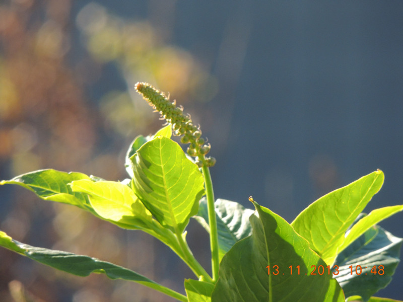 flower #2 263_.jpg