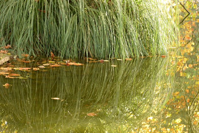 Golden gate park 844_.jpg