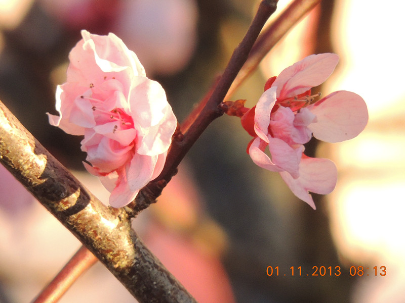 flower 1211_.jpg
