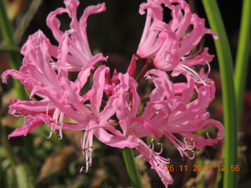 flower 048_.jpg