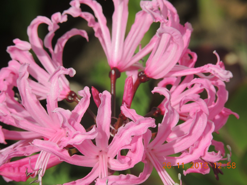 flower 061_.jpg