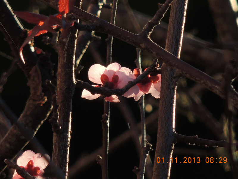 flower 1250_.jpg