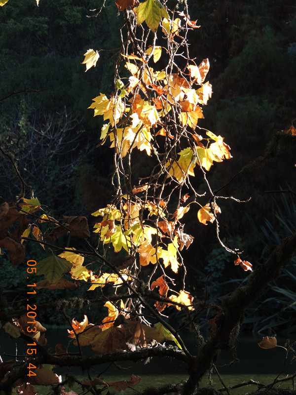 Golden gate park 713_.jpg