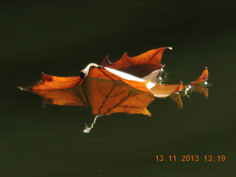 Golden gate park 957_.jpg