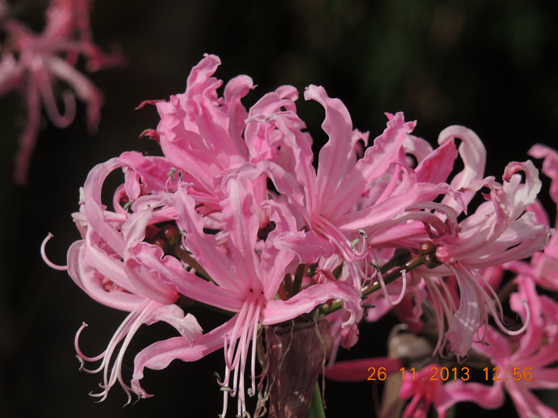 flower 049_.jpg
