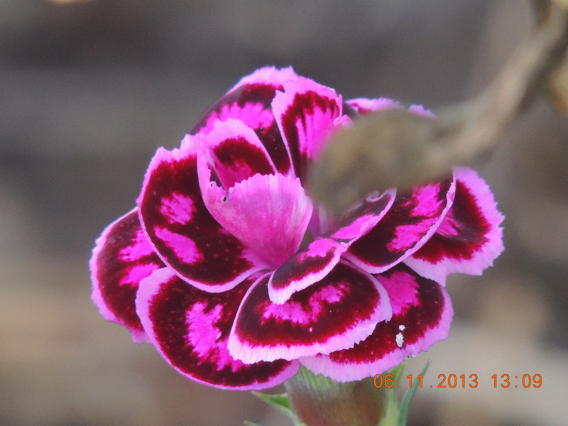 flower 017_.jpg