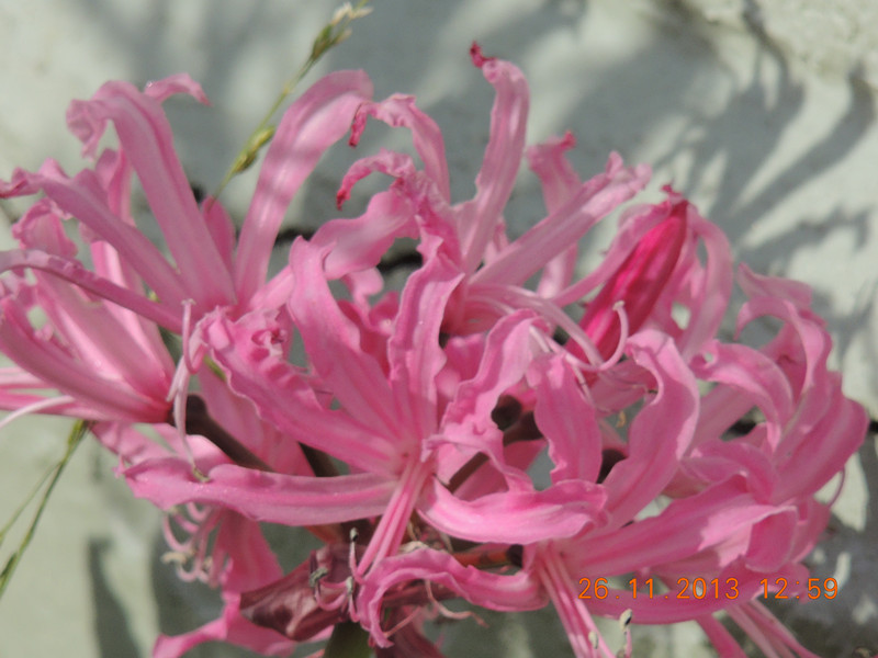flower 064_.jpg