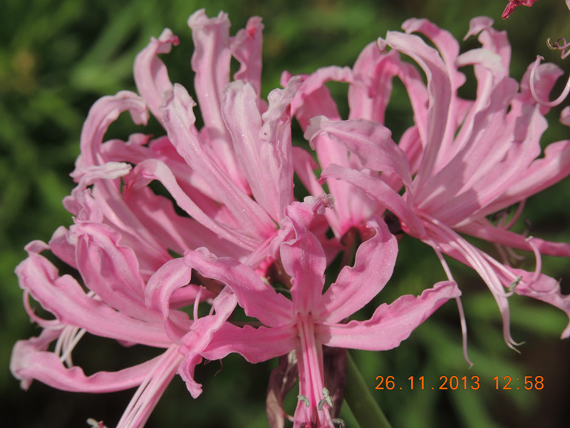flower 060_.jpg