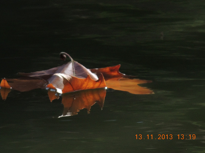 Golden gate park 959_.jpg