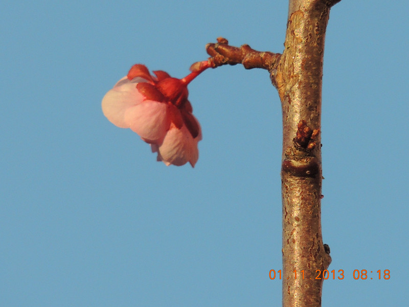 flower 1224_.jpg