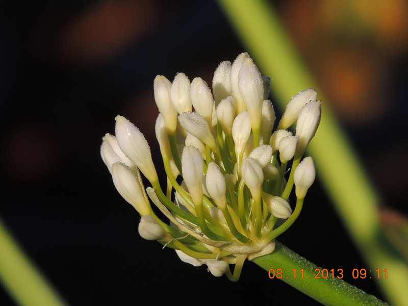 flower #2 013_.jpg