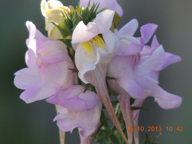 flower 1164_.jpg