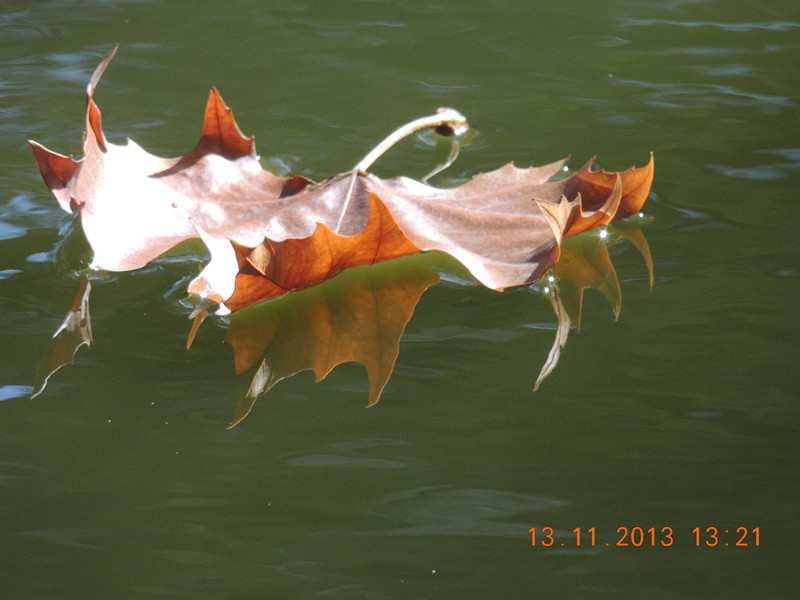 Golden gate park 969_.jpg