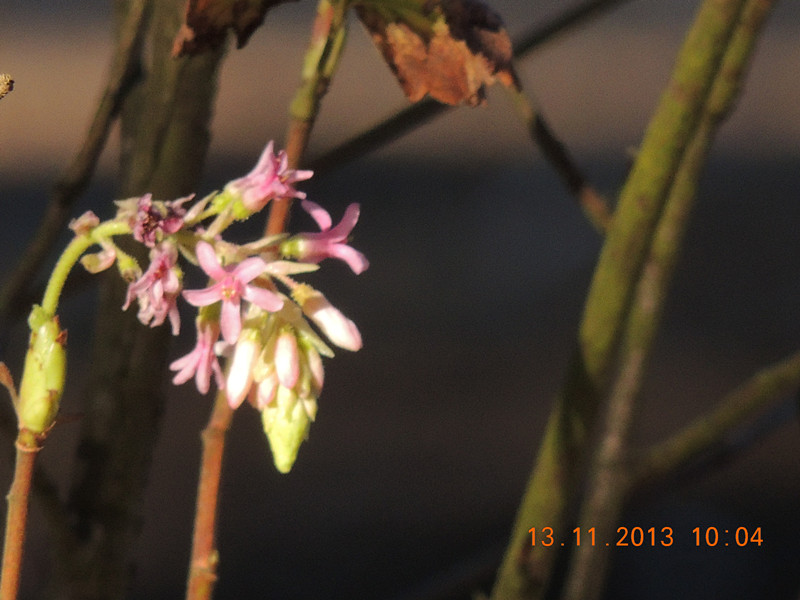 flower #2 200_.jpg