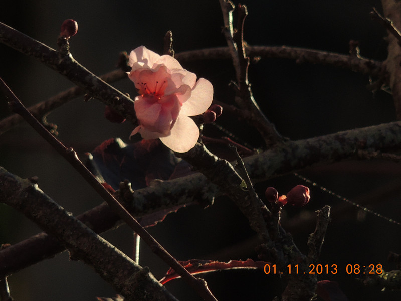 flower 1247_.jpg