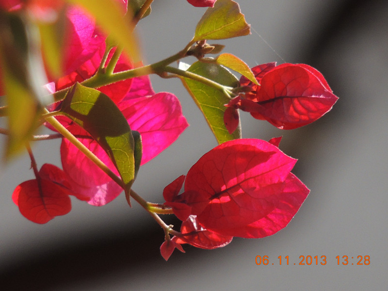 flower 074_.jpg