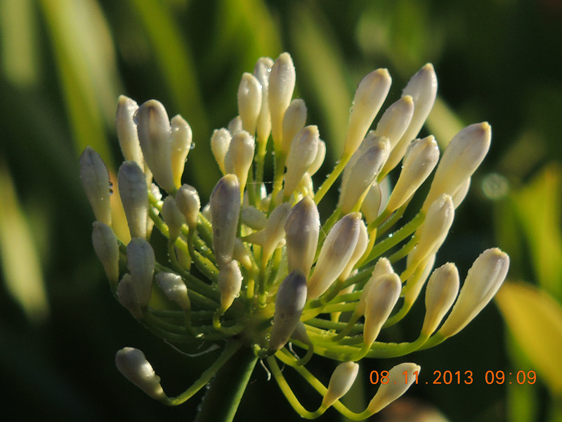 flower #2 007_.jpg