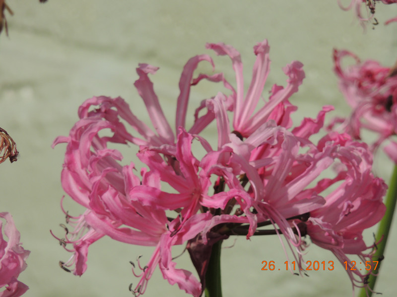 flower 051_.jpg