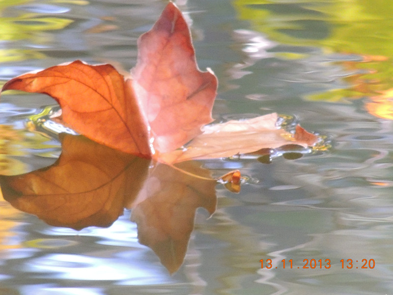 Golden gate park 966_.jpg