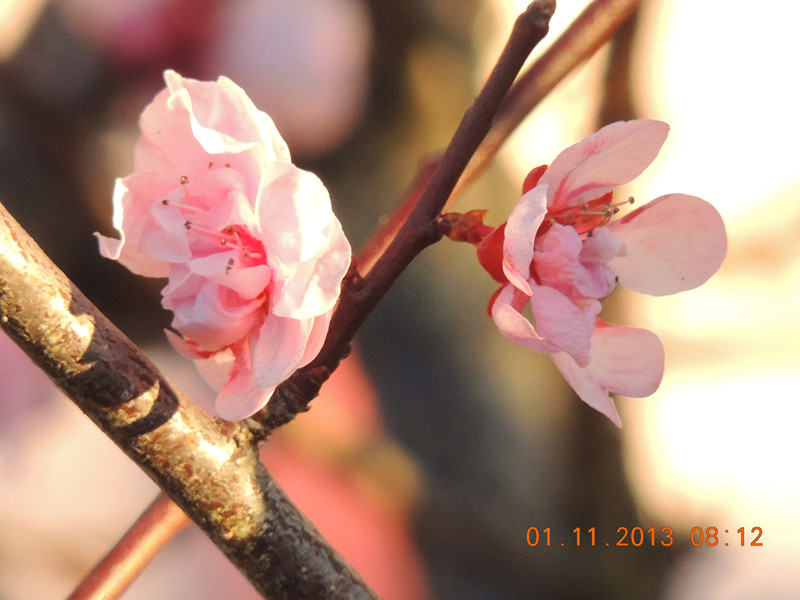 flower 1210_.jpg