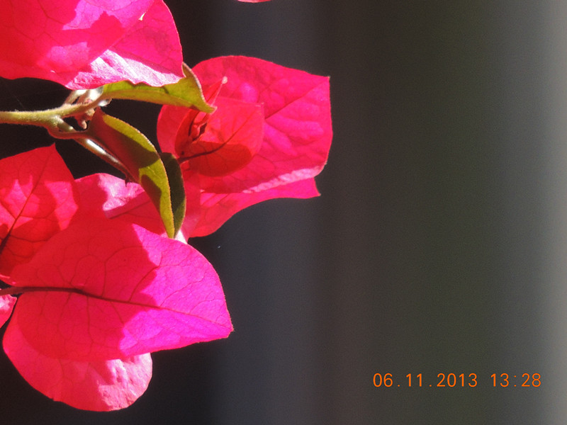 flower 078_.jpg