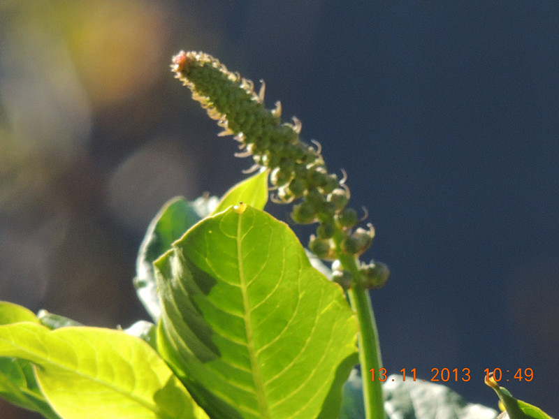 flower #2 264_.jpg