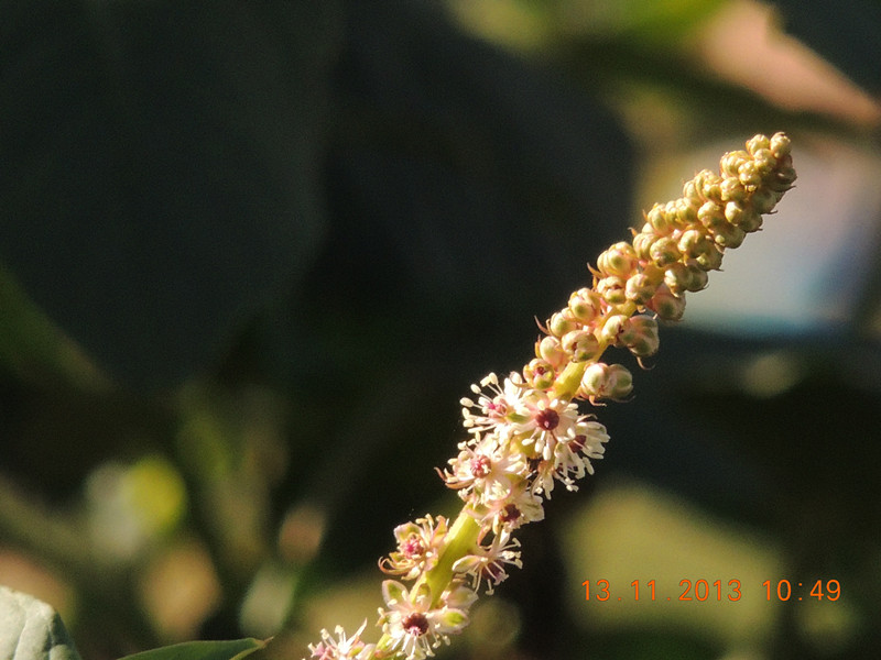 flower #2 265_.jpg