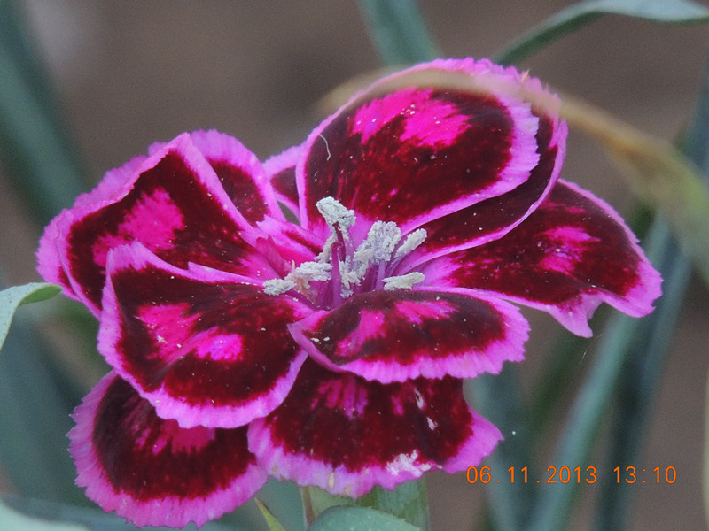 flower 020_.jpg