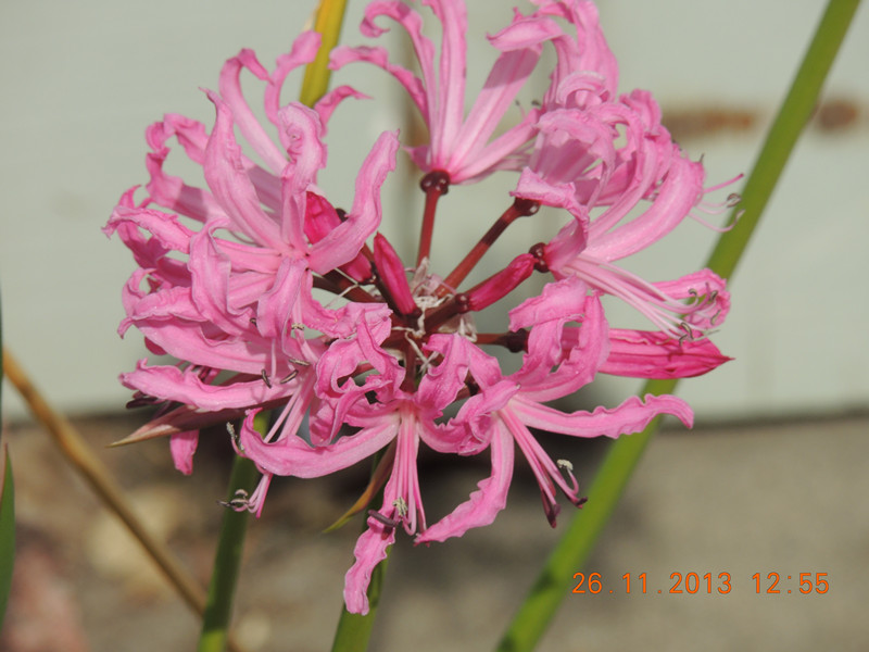flower 041_.jpg